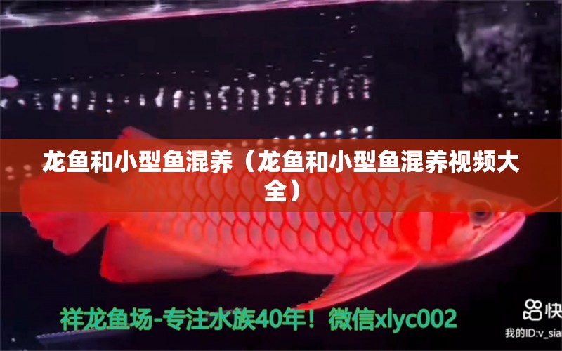 龍魚和小型魚混養(yǎng)（龍魚和小型魚混養(yǎng)視頻大全） 廣州龍魚批發(fā)市場