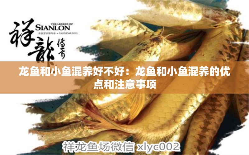 龍魚和小魚混養(yǎng)好不好：龍魚和小魚混養(yǎng)的優(yōu)點和注意事項