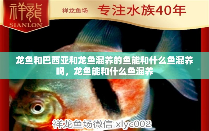 龍魚和巴西亞和龍魚混養(yǎng)的魚能和什么魚混養(yǎng)嗎，龍魚能和什么魚混養(yǎng)