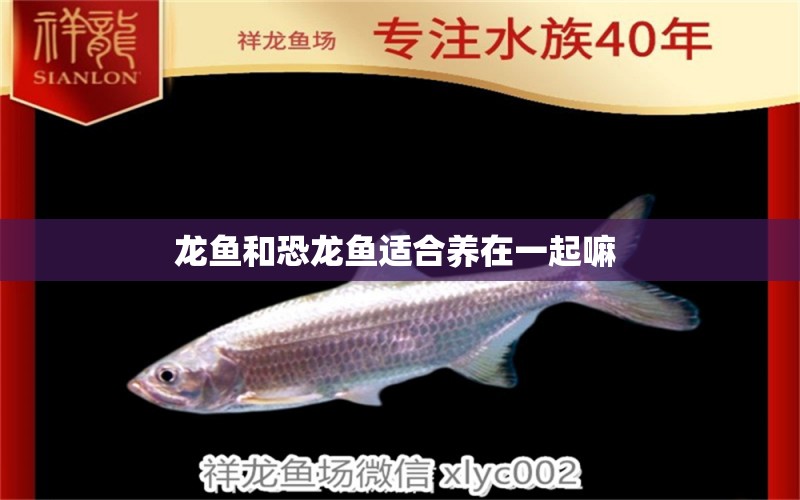 龍魚和恐龍魚適合養(yǎng)在一起嘛  三間鼠魚苗