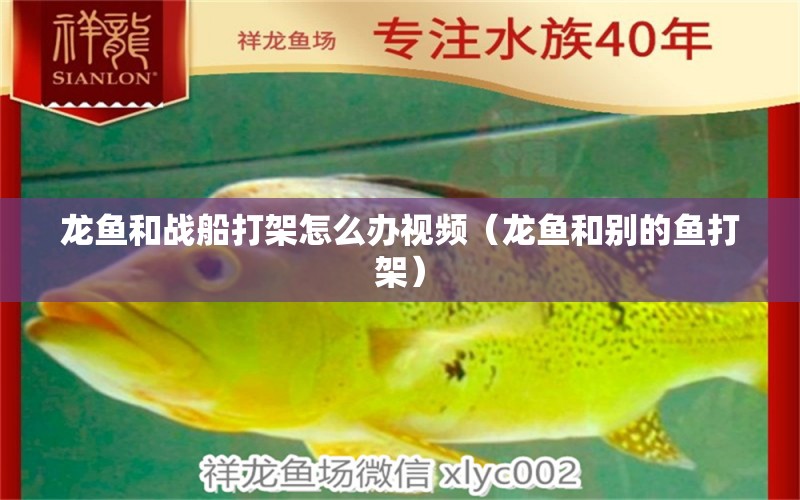 龍魚和戰(zhàn)船打架怎么辦視頻（龍魚和別的魚打架）