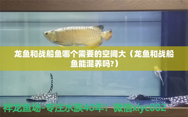 龍魚和戰(zhàn)船魚哪個(gè)需要的空間大（龍魚和戰(zhàn)船魚能混養(yǎng)嗎?）