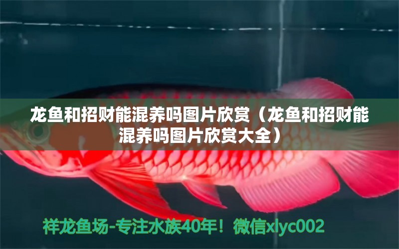 龍魚和招財能混養(yǎng)嗎圖片欣賞（龍魚和招財能混養(yǎng)嗎圖片欣賞大全）