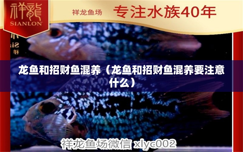 龍魚和招財魚混養(yǎng)（龍魚和招財魚混養(yǎng)要注意什么）