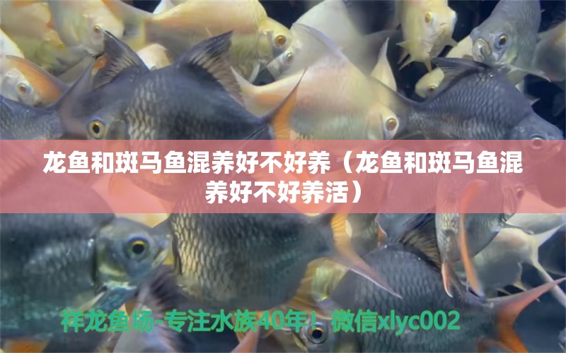 龍魚和斑馬魚混養(yǎng)好不好養(yǎng)（龍魚和斑馬魚混養(yǎng)好不好養(yǎng)活）