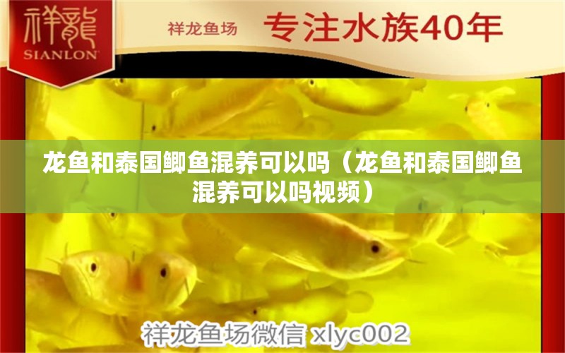 龍魚和泰國鯽魚混養(yǎng)可以嗎（龍魚和泰國鯽魚混養(yǎng)可以嗎視頻）