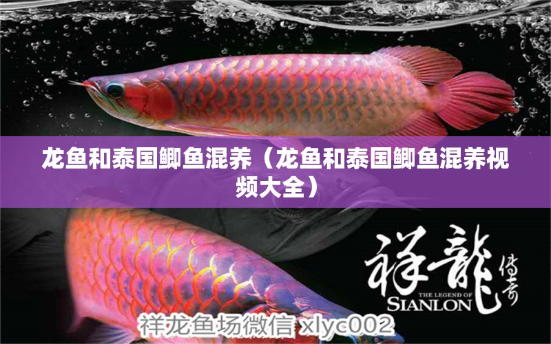 龍魚和泰國鯽魚混養(yǎng)（龍魚和泰國鯽魚混養(yǎng)視頻大全）