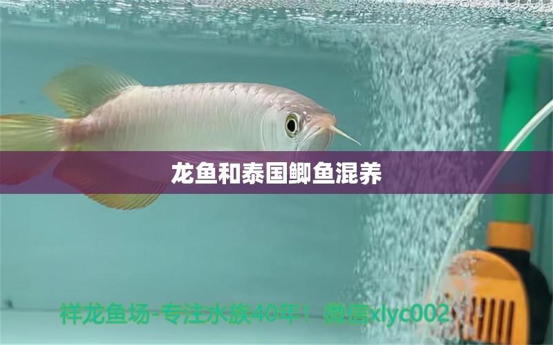 龍魚和泰國鯽魚混養(yǎng)