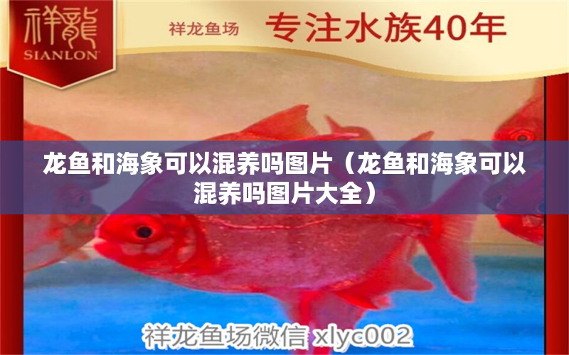 龍魚和海象可以混養(yǎng)嗎圖片（龍魚和海象可以混養(yǎng)嗎圖片大全）