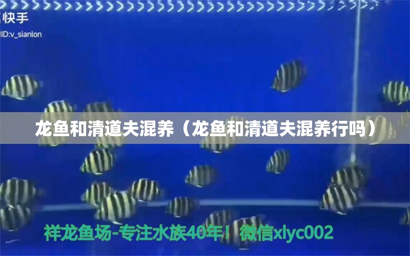 龍魚和清道夫混養(yǎng)（龍魚和清道夫混養(yǎng)行嗎）