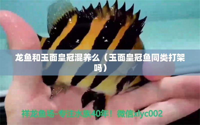 龍魚和玉面皇冠混養(yǎng)么（玉面皇冠魚同類打架嗎）