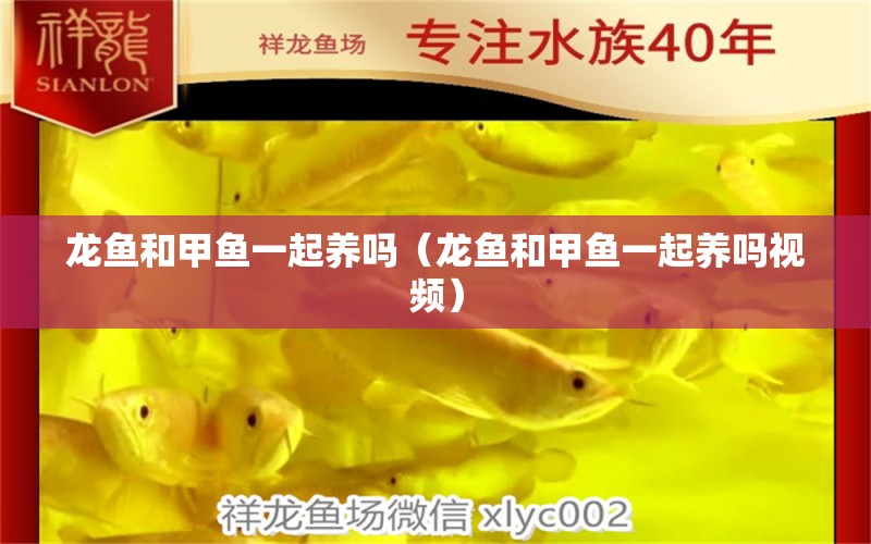 龍魚和甲魚一起養(yǎng)嗎（龍魚和甲魚一起養(yǎng)嗎視頻） 廣州龍魚批發(fā)市場