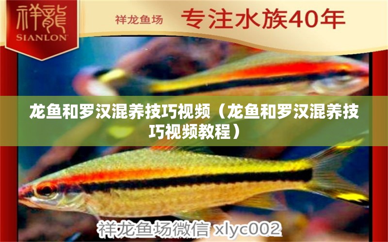 龍魚和羅漢混養(yǎng)技巧視頻（龍魚和羅漢混養(yǎng)技巧視頻教程）