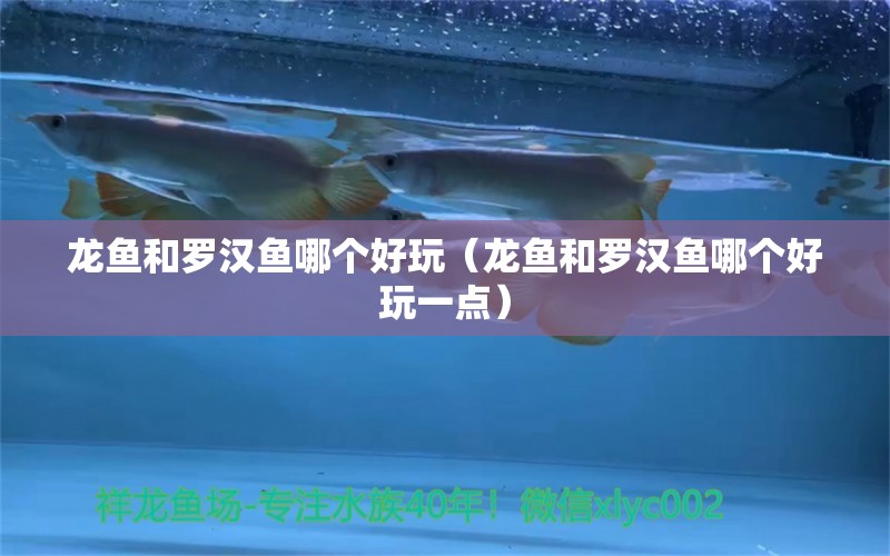 龍魚和羅漢魚哪個好玩（龍魚和羅漢魚哪個好玩一點） 羅漢魚