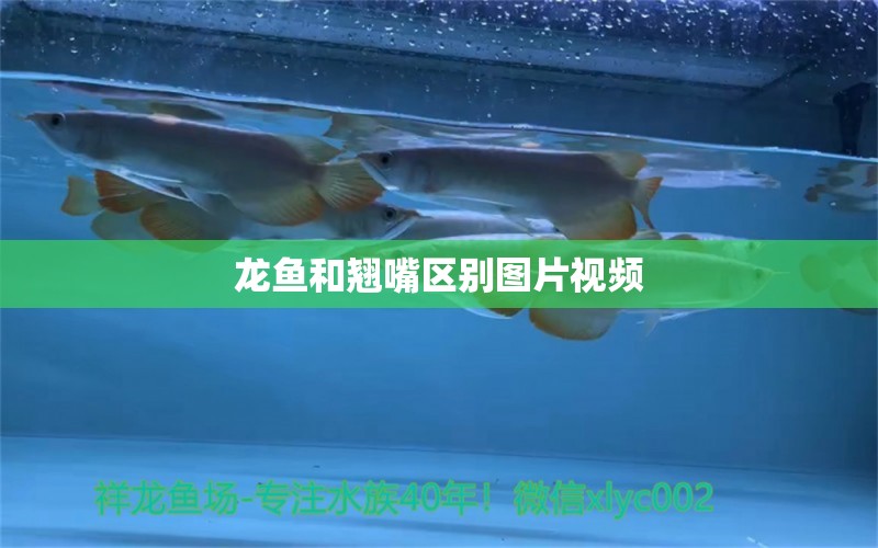 龍魚和翹嘴區(qū)別圖片視頻