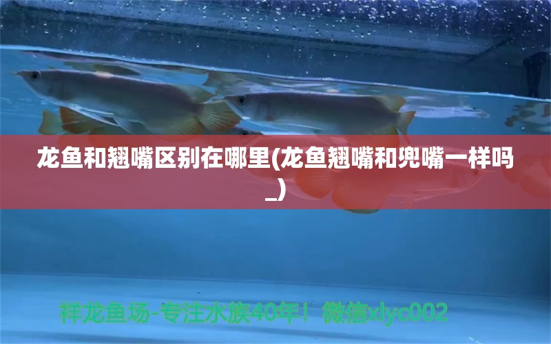 龍魚和翹嘴區(qū)別在哪里(龍魚翹嘴和兜嘴一樣嗎_) 二氧化碳設(shè)備