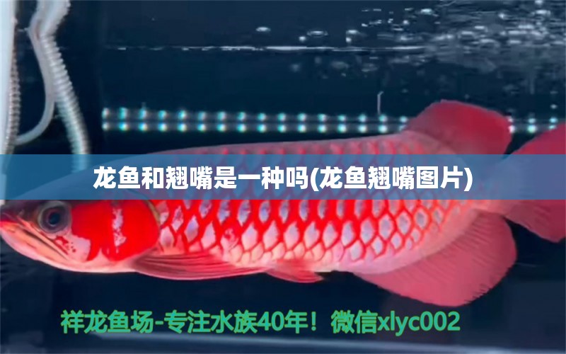 龍魚和翹嘴是一種嗎(龍魚翹嘴圖片) 泰國(guó)虎魚（泰虎）