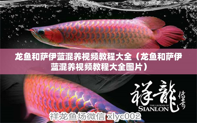 龍魚和薩伊藍(lán)混養(yǎng)視頻教程大全（龍魚和薩伊藍(lán)混養(yǎng)視頻教程大全圖片） 薩伊藍(lán)魚