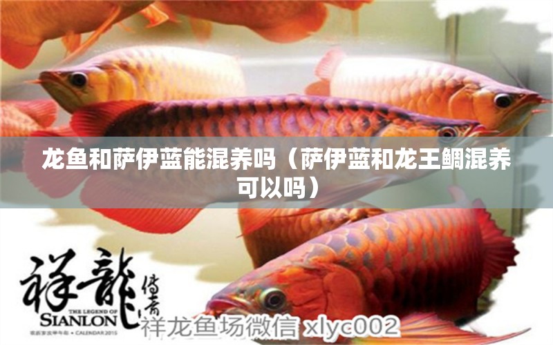 龍魚和薩伊藍能混養(yǎng)嗎（薩伊藍和龍王鯛混養(yǎng)可以嗎） 薩伊藍魚