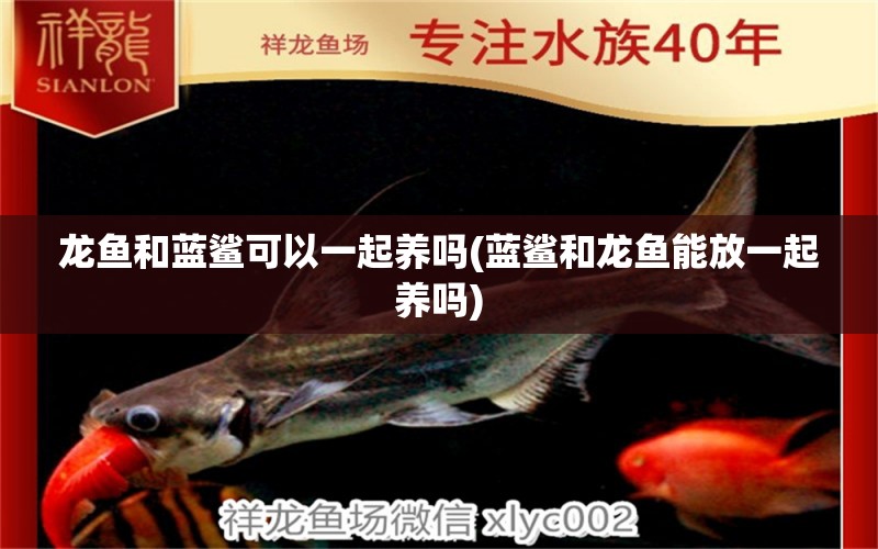 龍魚和藍(lán)鯊可以一起養(yǎng)嗎(藍(lán)鯊和龍魚能放一起養(yǎng)嗎)