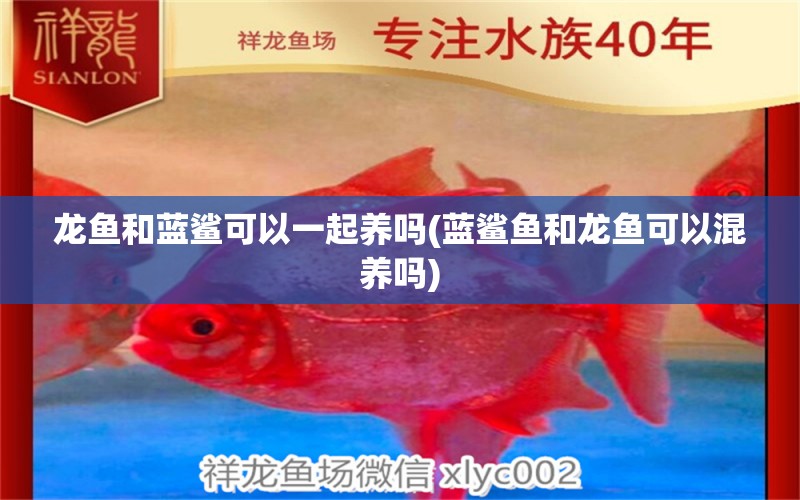 龍魚和藍(lán)鯊可以一起養(yǎng)嗎(藍(lán)鯊魚和龍魚可以混養(yǎng)嗎)