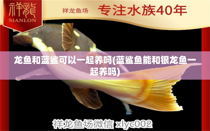 龍魚和藍(lán)鯊可以一起養(yǎng)嗎(藍(lán)鯊魚能和銀龍魚一起養(yǎng)嗎)