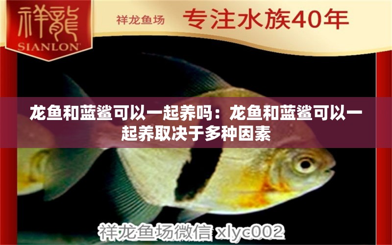 龍魚和藍(lán)鯊可以一起養(yǎng)嗎：龍魚和藍(lán)鯊可以一起養(yǎng)取決于多種因素