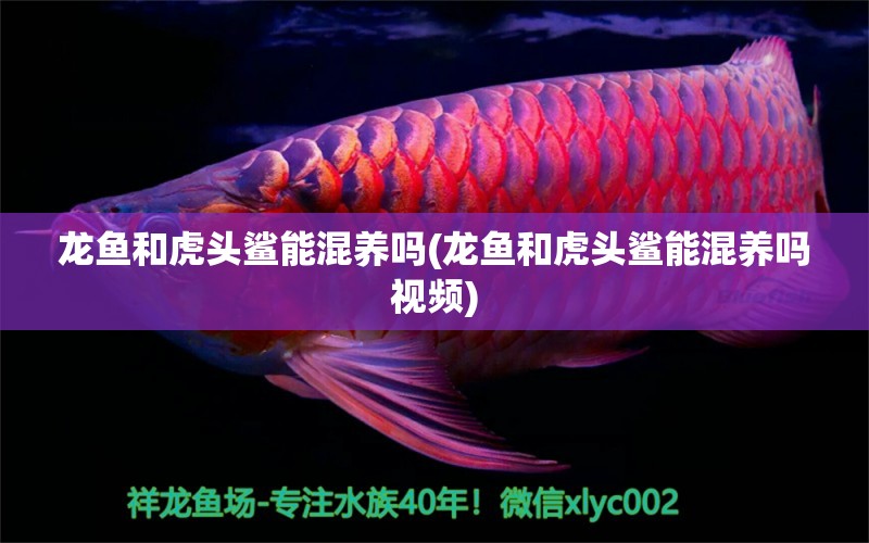 龍魚和虎頭鯊能混養(yǎng)嗎(龍魚和虎頭鯊能混養(yǎng)嗎視頻)