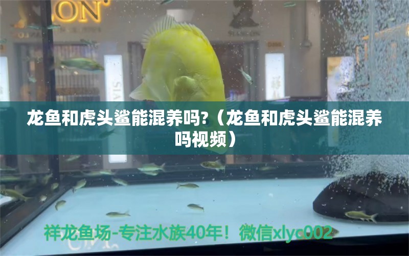 龍魚和虎頭鯊能混養(yǎng)嗎?（龍魚和虎頭鯊能混養(yǎng)嗎視頻） 廣州龍魚批發(fā)市場