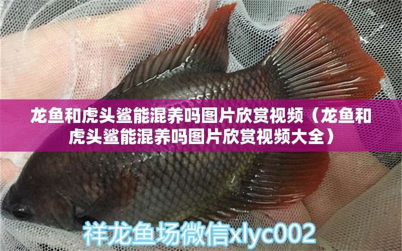 龍魚和虎頭鯊能混養(yǎng)嗎圖片欣賞視頻（龍魚和虎頭鯊能混養(yǎng)嗎圖片欣賞視頻大全） 廣州龍魚批發(fā)市場