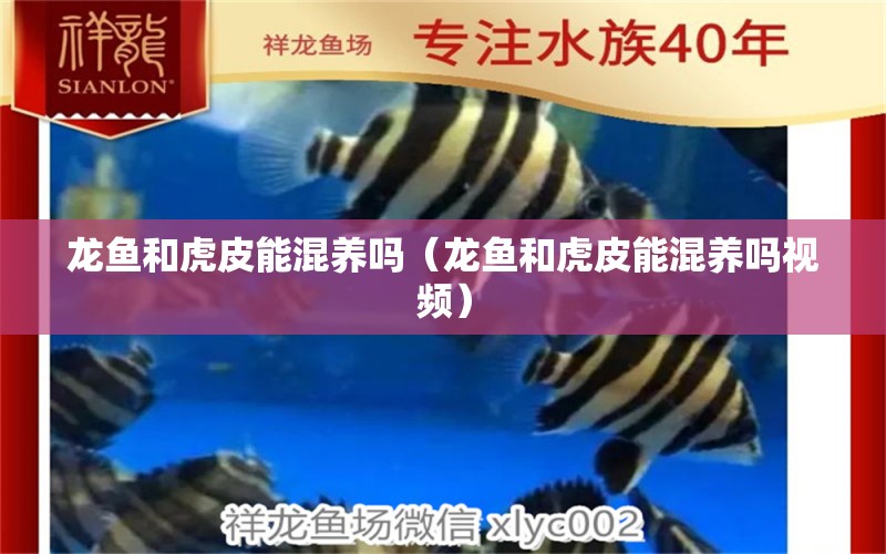 龍魚和虎皮能混養(yǎng)嗎（龍魚和虎皮能混養(yǎng)嗎視頻） 廣州龍魚批發(fā)市場