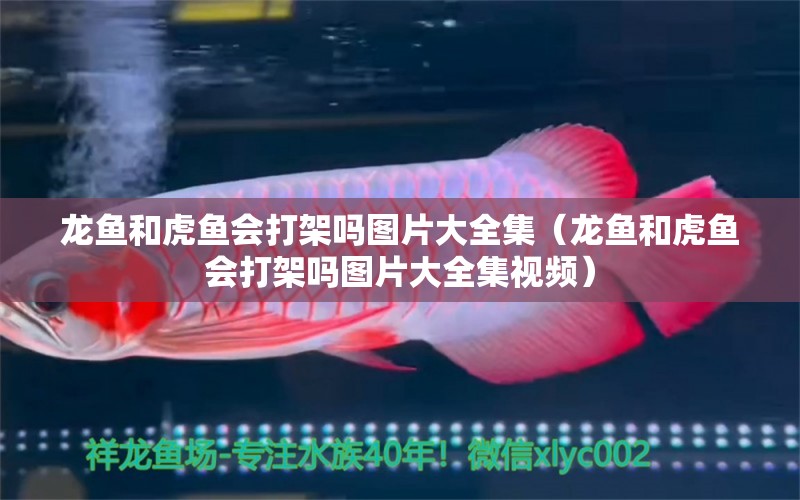 龍魚和虎魚會(huì)打架嗎圖片大全集（龍魚和虎魚會(huì)打架嗎圖片大全集視頻） 虎魚百科