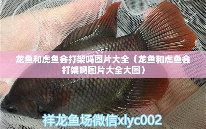 龍魚和虎魚會(huì)打架嗎圖片大全（龍魚和虎魚會(huì)打架嗎圖片大全大圖）