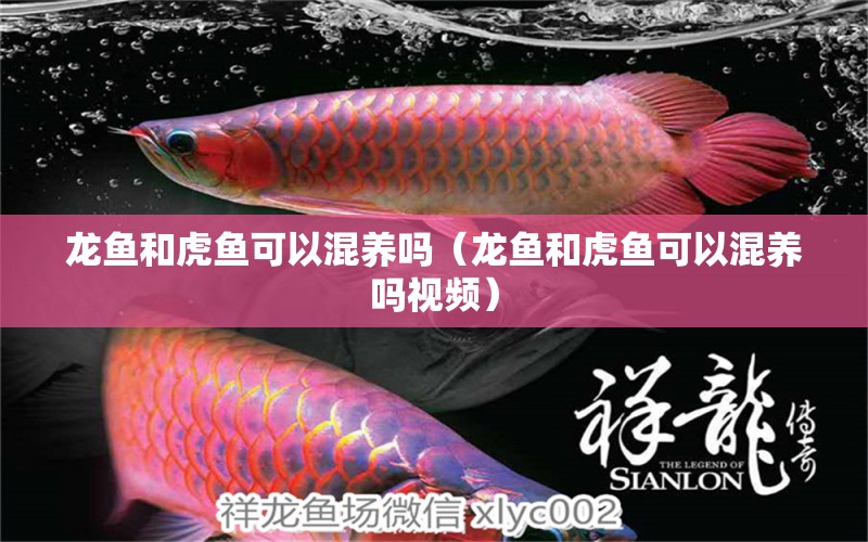 龍魚(yú)和虎魚(yú)可以混養(yǎng)嗎（龍魚(yú)和虎魚(yú)可以混養(yǎng)嗎視頻）