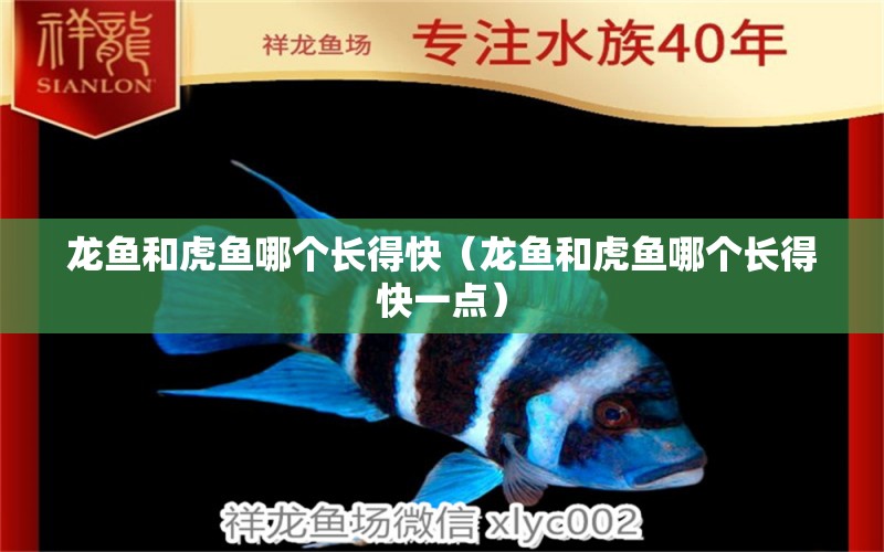 龍魚和虎魚哪個長得快（龍魚和虎魚哪個長得快一點(diǎn)）