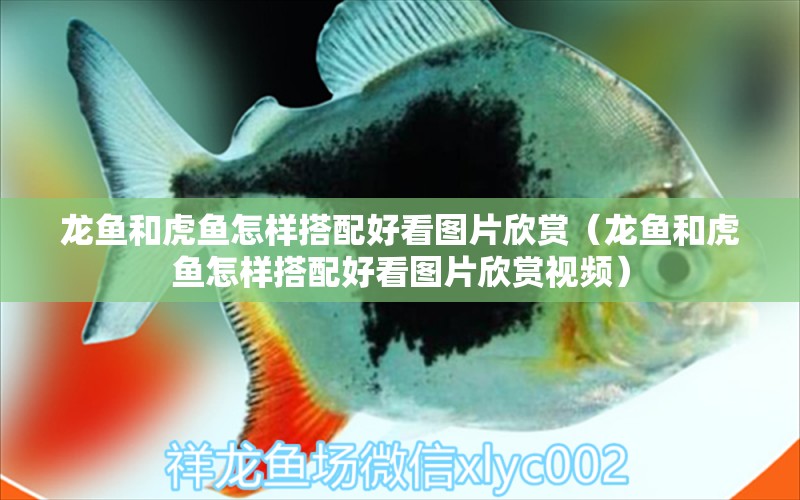 龍魚和虎魚怎樣搭配好看圖片欣賞（龍魚和虎魚怎樣搭配好看圖片欣賞視頻） 虎魚百科