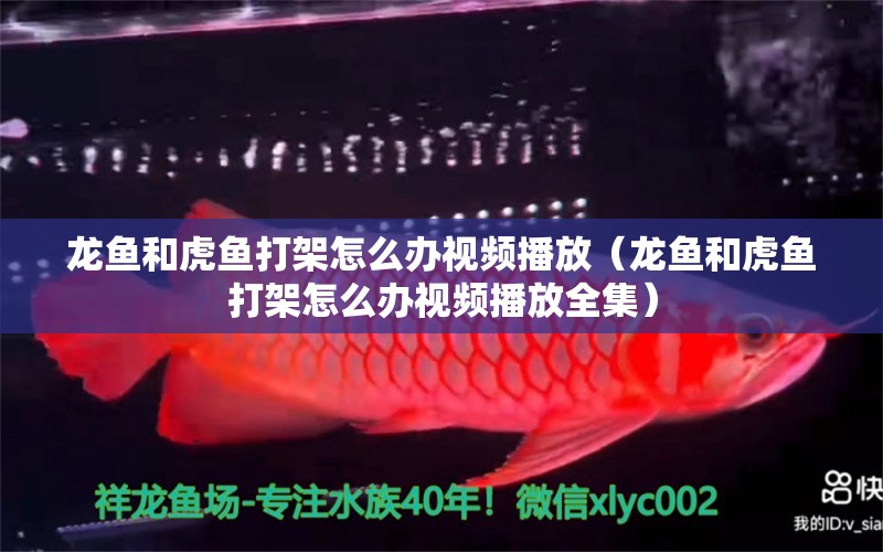 龍魚和虎魚打架怎么辦視頻播放（龍魚和虎魚打架怎么辦視頻播放全集）