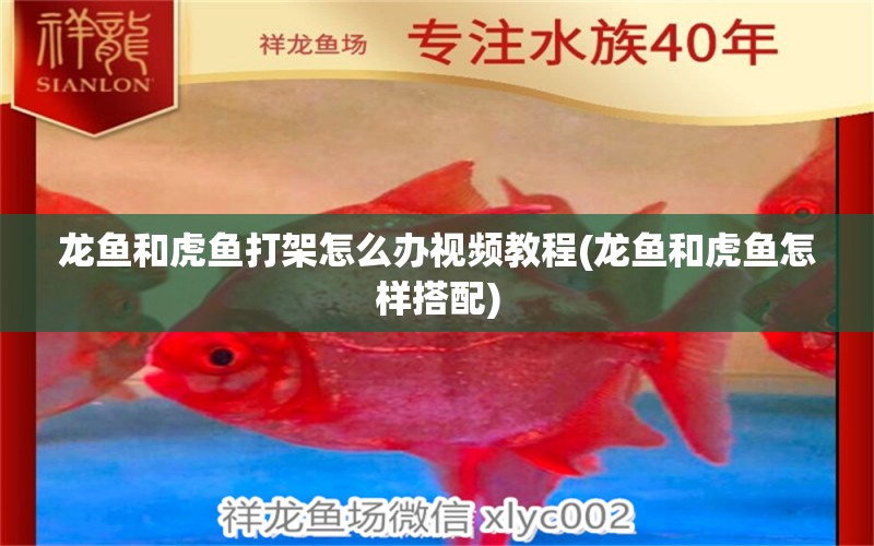 龍魚和虎魚打架怎么辦視頻教程(龍魚和虎魚怎樣搭配)