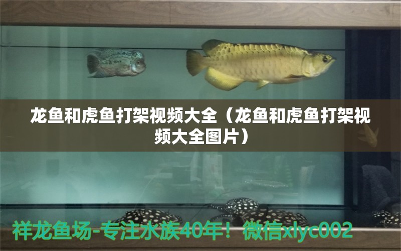 龍魚和虎魚打架視頻大全（龍魚和虎魚打架視頻大全圖片） 虎魚百科