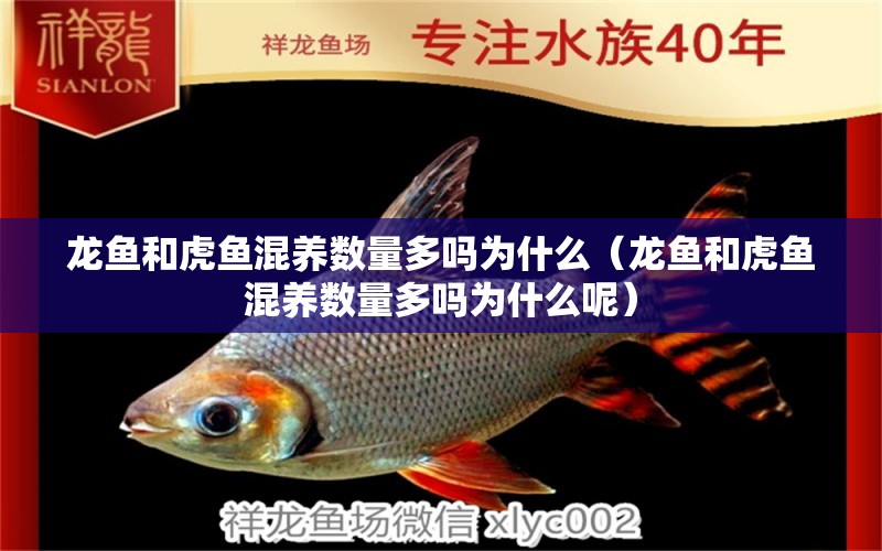 龍魚和虎魚混養(yǎng)數(shù)量多嗎為什么（龍魚和虎魚混養(yǎng)數(shù)量多嗎為什么呢）