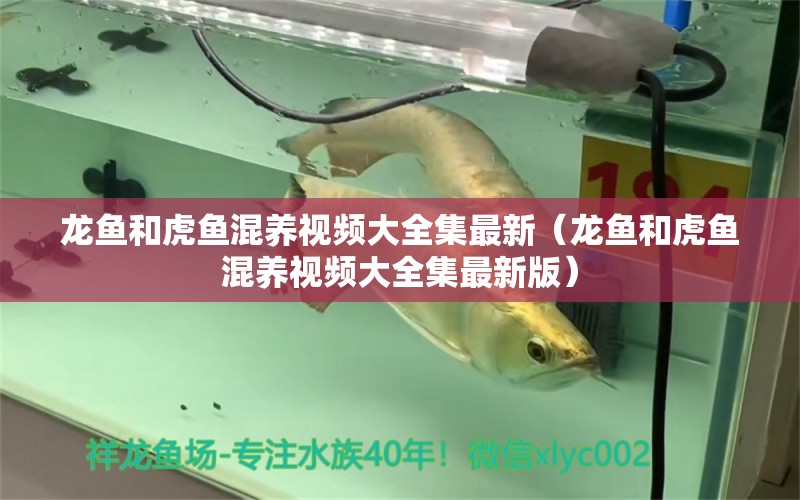 龍魚(yú)和虎魚(yú)混養(yǎng)視頻大全集最新（龍魚(yú)和虎魚(yú)混養(yǎng)視頻大全集最新版）