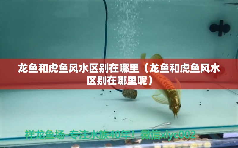 龍魚(yú)和虎魚(yú)風(fēng)水區(qū)別在哪里（龍魚(yú)和虎魚(yú)風(fēng)水區(qū)別在哪里呢） 魚(yú)缸風(fēng)水