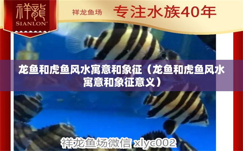 龍魚和虎魚風水寓意和象征（龍魚和虎魚風水寓意和象征意義） 魚缸風水