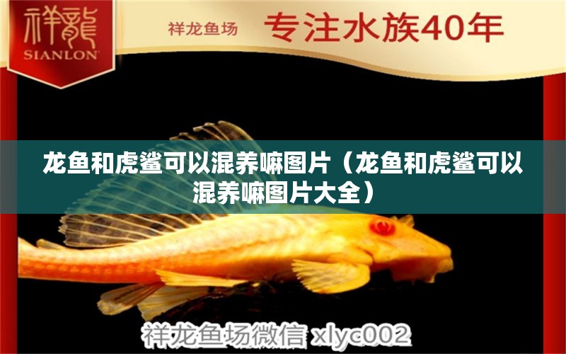 龍魚和虎鯊可以混養(yǎng)嘛圖片（龍魚和虎鯊可以混養(yǎng)嘛圖片大全）