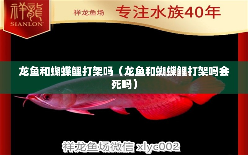 龍魚和蝴蝶鯉打架嗎（龍魚和蝴蝶鯉打架嗎會死嗎） 蝴蝶鯉