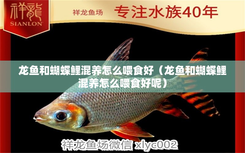 龍魚和蝴蝶鯉混養(yǎng)怎么喂食好（龍魚和蝴蝶鯉混養(yǎng)怎么喂食好呢）