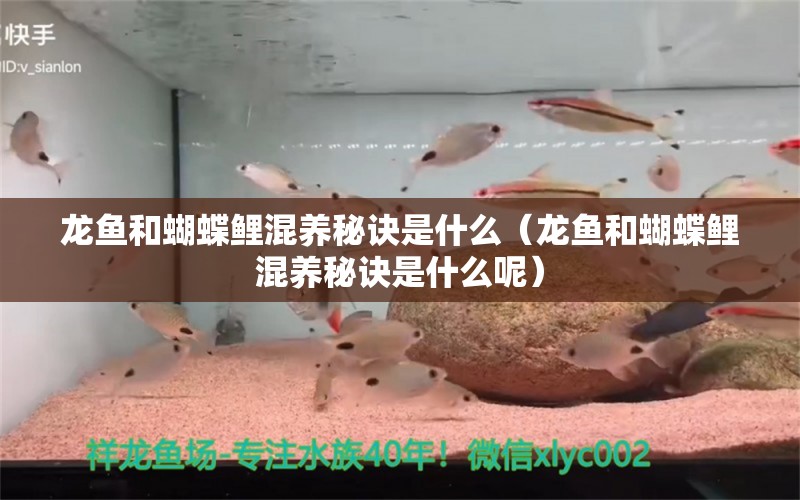 龍魚和蝴蝶鯉混養(yǎng)秘訣是什么（龍魚和蝴蝶鯉混養(yǎng)秘訣是什么呢）