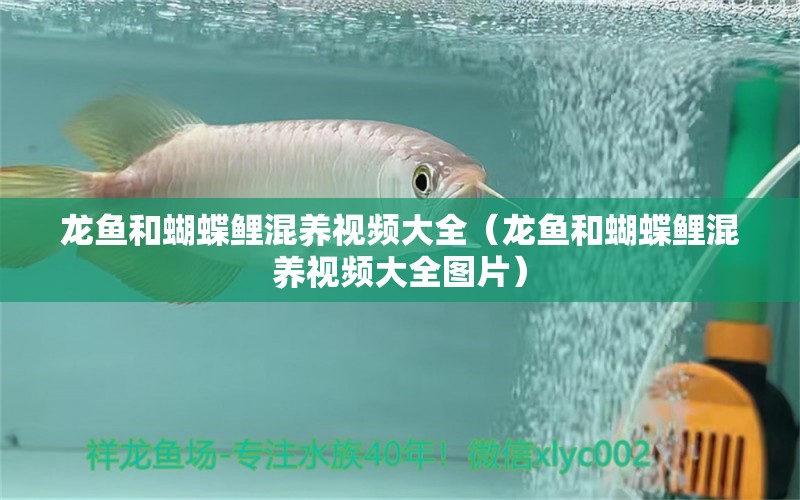 龍魚和蝴蝶鯉混養(yǎng)視頻大全（龍魚和蝴蝶鯉混養(yǎng)視頻大全圖片）