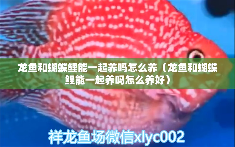 龍魚和蝴蝶鯉能一起養(yǎng)嗎怎么養(yǎng)（龍魚和蝴蝶鯉能一起養(yǎng)嗎怎么養(yǎng)好）