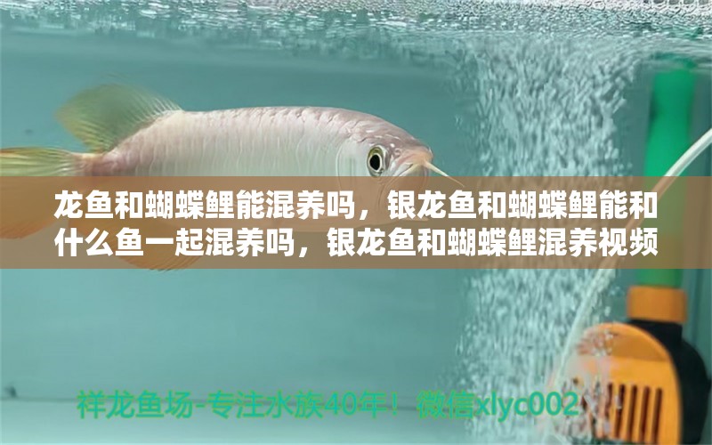 龍魚(yú)和蝴蝶鯉能混養(yǎng)嗎，銀龍魚(yú)和蝴蝶鯉能和什么魚(yú)一起混養(yǎng)嗎，銀龍魚(yú)和蝴蝶鯉混養(yǎng)視頻大全 蝴蝶鯉 第1張